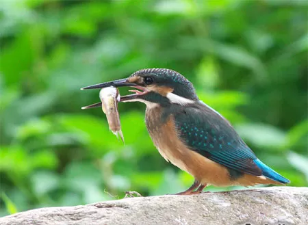 King Fisher in Qingdao