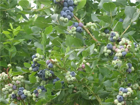 Laoshan Blueberry