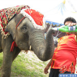 Qingdao Beer Festival Elephant
