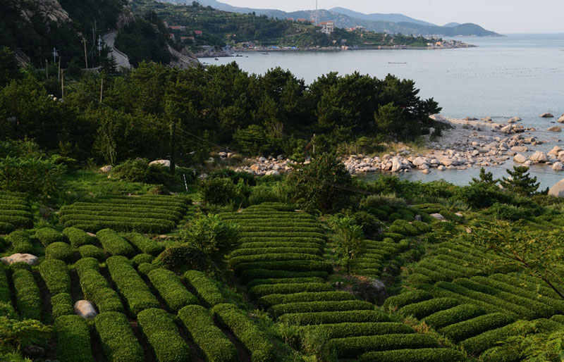 Laoshan Green Tea Fields in Qingdao